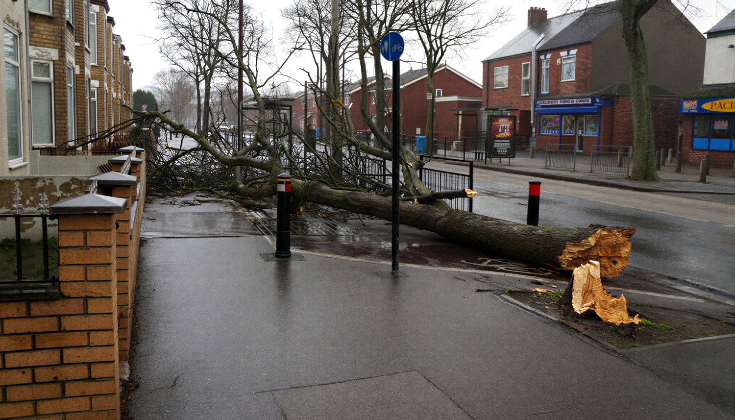 A large tree blown down across the pavement of a terraced street in Hull after a storm